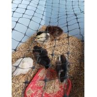 ราคา ไข่เชื้อ ไก่พื้นเมือง คละพันธุ์ ไก่ชน ไก่บ้าน ไก่คอล่อน ไก่แจ้ 4 ฟอง แถม 1 (20841430598)