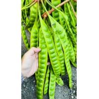 ราคา สะตอสด สะตอข้าวปักษ์ใต้ ฤดูสะตอเริ่มแล้ว จำนวน12ฝัก สะตอฝักสวย เม็ดขนาดกลาง (20247086564)