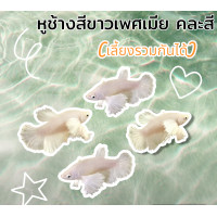 ราคา ปลากัดหูช้างสีขาว เพศเมีย เลี้ยงรวมกันได้ มีรับประกันสินค้า (21199758098)
