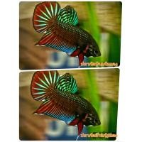 ราคา ป่ากัดป่าแก้มแดง ภาคกลาง ราคาโปรส่งท้ายปี (20994935632)