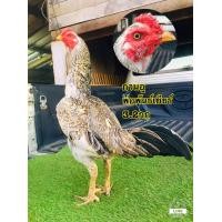 ราคา ไข่ไก่พม่าเยียร์เปรู พร้อมส่ง (19410965014)