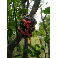 ราคา กิ่งตอนผักหวานป่าไซร์ใหญ่1กิ่ง (20839562640)