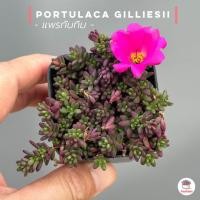 ราคา แพรทับทิม กระถาง3นิ้ว คุณนายญี่ปุ่น Portulaca Gilliesii ไม้อวบน้ำ กุหลาบหิน cactus succulentหลากหลายสายพันธุ์ (14260656368)
