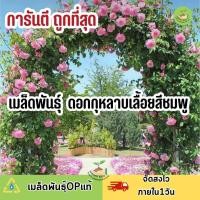ราคา ถูกที่สุด เมล็ดพันธุ์ ดอกกุหลาบเลื้อยสีชมพู (18826696537)