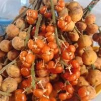 ราคา ต้นจำปูลิง เสียบยอด จำปูริ่ง จำไรผลไม้พื้นถิ่น รสหวานอมเปรี้ยว ต้นสูง 50 60เซน 1ต้น (2495906253)