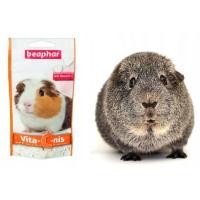 ราคา Beaphar Vita C nis 50g แบบเม็ด บีฟาร์ วิตามินซี ขนมหรืออาหารเสริมวิตามินซี รสส้ม สำหรับหนูแกสบี้ (19314266724)