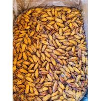 ราคา ดักแด้หนอนไหม แช่แข็ง1kg (21054843441)