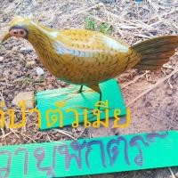 ราคา ไก่ป่า ไก่ป่าตัวเมีย หุ่นไก่ป่า ไก่ป่าปลอม (6462418175)