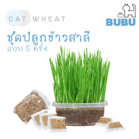 ราคา BUBU PET ชุดปลูกข้าวสาลี ออร์เเกนิค สำหรับแมว สามารถปลูกได้ถึง 5 ครั้ง ชุดปลูกข้าวสาลี ชุดปลูกข้าวสาลีพร้อมดิน (11273163742)
