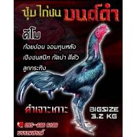 ราคา ไข่ไก่ชนก๋อยกัดแทงหลัง ชุด10ใบฟรี1ไบ ผสมแม่สายสามเอี่ยว ร้านรับประกันเชื้อจัดส่งไว เจ้าคีโม (21085907978)