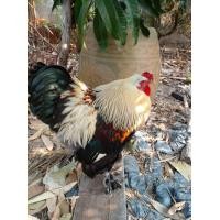 ราคา ไข่เชื้อไก่ยักษ์บราม่า5ฟองกันแตก1 6 (18878222092)