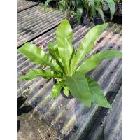 ราคา ต้นเฟิร์นข้าหลวง พุ่มใหญ่ กระถาง 8 นิ้ว (20864383098)