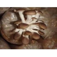 ราคา ก้อนเชื้อเห็ดนางฟ้าพร้อมเปิดดอกชุด10ก้อน (19688806470)