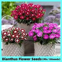 ราคา ปลูกง่าย ปลูกได้ทั่วไทย ของแท้ 100 150Pcs เมล็ดพันธุ์ ดอกผีเสื้อ Colorful Sweet William Dianthus Flower Seeds ไม้ประดับ กล้วยไม้ เมล็ดดอกไม้สวย บอนไซ บอนสีหายาก แต่งบ้านและสวน พันธุ์ไม้หายาก พันธุ์ไม้