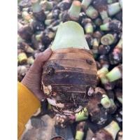 ราคา เผือกสด เผือกหอม หัวใหญ่ๆ ขุดใหม่ทุกวัน รับประกันไม่เน่า ราคไม่แพง เจ้าของสวนขายเอง (21192423100)