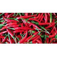 ราคา พริกสดแดงจินดา สวยๆ บรรจุ 1 กิโลกรัม สีแดงสดสวย (16868167436)