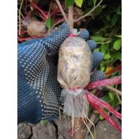 ราคา กิ่งตอนไทรเกาหลี ความยาว 50 80ซม รากแน่นๆ ลงดินได้เลยไม่ต้องชำ ทำรั้วสวยๆ ในราคาประหยัด (21130954856)