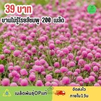 ราคา เมล็ดพันธุ์ดอกบานไม่รู้โรยสีชมพูล้วน บรรจุ200 เมล็ด (21101837773)