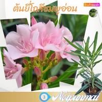 ราคา ต้นยี่โถดอกสีชมพูอ่อน กระถาง 6 นิ้ว ส่งพร้อมกระถาง (20472519431)