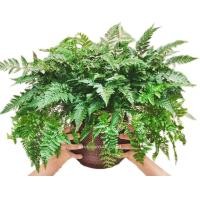 ราคา เฟิร์นนาคราช พญานาคราช ต้นเฟิร์น ไม้มงคล ไม้ประดับ ไม้เรียกทรัพย์ (19950108728)