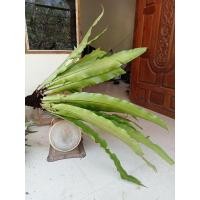 ราคา เฟิร์นข้าหลวงต้นสวยใบยาวขายตามขนาดความใหญ่มีไซร์ให้เลือก (17106535463)