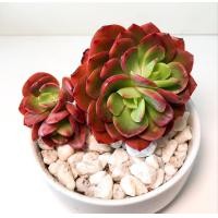 ราคา 10 เมล็ด เอชชิวาเรีย กระบองเพชร ไม้อวบน้ำ กุหลาบหิน แคคตัส Echeveria เมล็ดใหม่ สายพันธุ์ Echeveria juliana (20582861378)