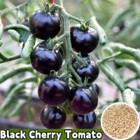 ราคา พร้อมส่ง ง่ายต่อการปลูกเมล็ดมะเขือเทศสีดำ เมล็ดมะเขือเทศสด 100 เมล็ดมะเขือเทศเชอร์รี่สีดำ เมล็ดพืชผัก 100 เมล็ดพืชผักสวนครัวต้นไม้มงคลเมล็ดบอนไซผลไม้ต้นไม้บอนไซพันธุ์ผักเมล็ดพืชสามารถเลือกได้ในสวนผัก 