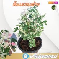 ราคา ต้นมะยมด่าง กระถาง 6 นิ้ว ส่งพร้อมกระถาง (20472215980)