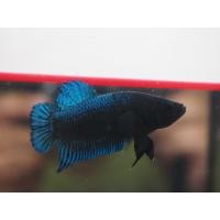 ราคา ปลากัดหม้อไทยภูเก็ตสีน้ำเงิน ชาย มีรับประกันสินค้า มีเก็บเงินปลายทาง (18090661817)