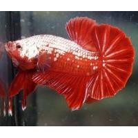 ราคา ปลากัดเรดซามูไร Red samurai ชุด 1 คู่ 2ตัว ผู้ เมีย มีประกัน (21207348615)