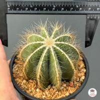 ราคา กลีบมะเฟือง Parodia Magnifica แคคตัส กระบองเพชร cactus succulent (20715614042)