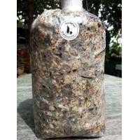 ราคา เชื้อเห็ดฟาง (19361447410)