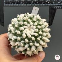 ราคา แมมอิรุซามุ แมมปุยหิมะ กระถาง 2 5 นิ้ว Mammillaria bucareliensis Erusamu แคคตัส กระบองเพชร cactus succulent (16119565082)