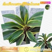 ราคา ต้นเทียนเศรษฐีช็อคโกเลต กระถาง 3 นิ้ว ไม้มงคล ส่งพร้อมกระถาง (20988056998)