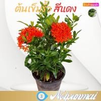 ราคา ต้นเข็มเล็ก เข็มรั้วดอกสีแดง กระถาง 6 นิ้ว ส่งพร้อมกระถาง ไม้ดอกไม้จัดสวน (20490785852)