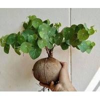 ราคา ว่าน บัวบก Gotu kola ไม้ประดับหายาก ขนาดเทียบกับไข่เป็ด ว่าน บก Stephania Erecta Craib (9126762250)
