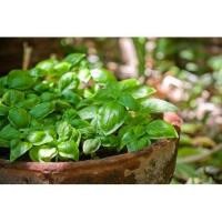 ราคา เมล็ดพันธุ์ โหระพาอิตาเลี่ยน โหระพาใบใหญ่ เบซิลใบใหญ่ 50 400 เมล็ด Italian Basil ปลูกง่าย โตเร็ว ซื้อ 10 แถม 1 คละได้ (16407673437)