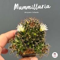 ราคา แมมหมอนอิงรังนก Mammillaria decipiens Scheidw แคคตัส กระบองเพชร cactus succulent (20899032881)