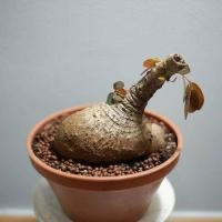 ราคา Phyllanthus Mirabilis มะยมเงิน มะยมทอง ไม้ มงคล เรียกทรัพย์ ปลูกหน้าบ้าน เป็นไม้ป่าหายาก ปรับฮวงจุ้ยเสริมบารมี ขนาดเล็ก 100 200กรัม บอนไซ โชว์หัว (8367219122)