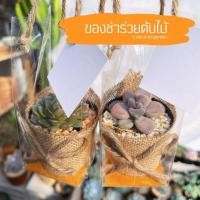 ราคา ของชำร่วยต้นไม้ กุหลาบหิน กระบองเพชร ของขวัญของชำร่วย 35 (18634242354)