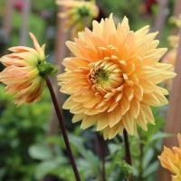 ราคา 1 หน่อ เหง้า รักเร่ Dahlia Bulb สายพันธุ์ Noordwijks Glorieหัวรักเร่ ดอกไม้ หัวหน่อ เหง้า นำเข้า เนเธอร์แลน หัวสดใหม่ (4688540387)