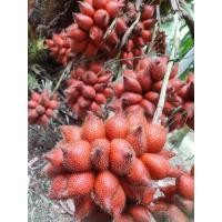 ราคา สละสุมาลี (20560755634)