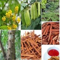 ราคา เมล็ดพันธุ์ 50 เมล็ด ฝางแดง หรือ ฝางเสน หรือ ฝางส้ม Caesalpinia sappan L (8230818188)