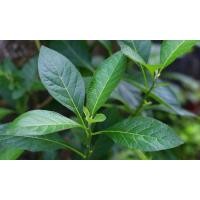 ราคา หนานเฉาเหว่ย Gymnanthemum extensum ป่าช้าเหงา กิ่งชำถุงดำ ถุงละ19 บาท (5767204844)