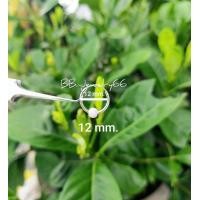 ราคา 1 คู่ ต่างหูห่วง 10 12 14 mm เงินแท้ 92 5 ต่างหูเงิน มีตุ้มห่วงบอล 4 mm ตุ้มแบบด้าน silver925 (9944006468)