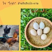 ราคา ไข่ไก่ดำ ออร์แกนิค สำหรับรับประทาน เพื่อสุขภาพ 6ใบ แพค (8987812431)
