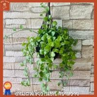 ราคา ต้นเดฟเขียว ในตระกร้าหวาย พร้อมแขวน ไม้แขวนประดับ (10597750478)