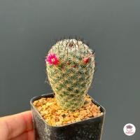 ราคา Mammillaria Matudae แคคตัส กระบองเพชร cactus succulent (4775110254)