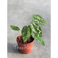 ราคา บอนเสือพราน 2 ไซส์ Caladium Hilo Beauty (20703350255)