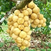 ราคา ต้นลางสาดหอม ต้นลางสาด ลางสาด เสียบยอด ต้นสูง60 80cm 1ต้น (2153914582)